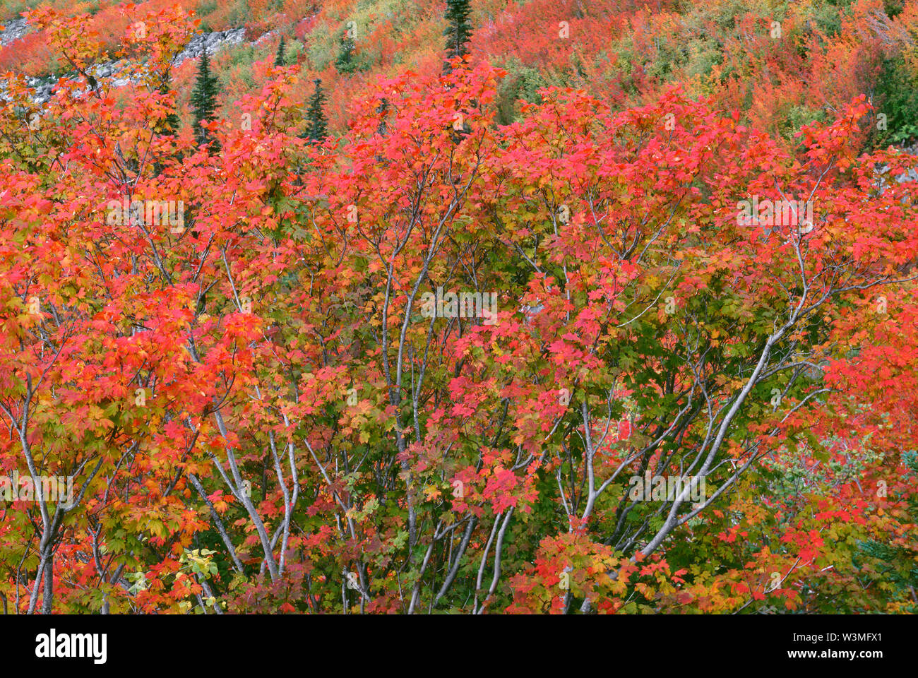 USA, Washington, Mt. Rainier National Park, Fall colored vine maple (Acer circinatum) and scattered conifers in Stevens Canyon. Stock Photo