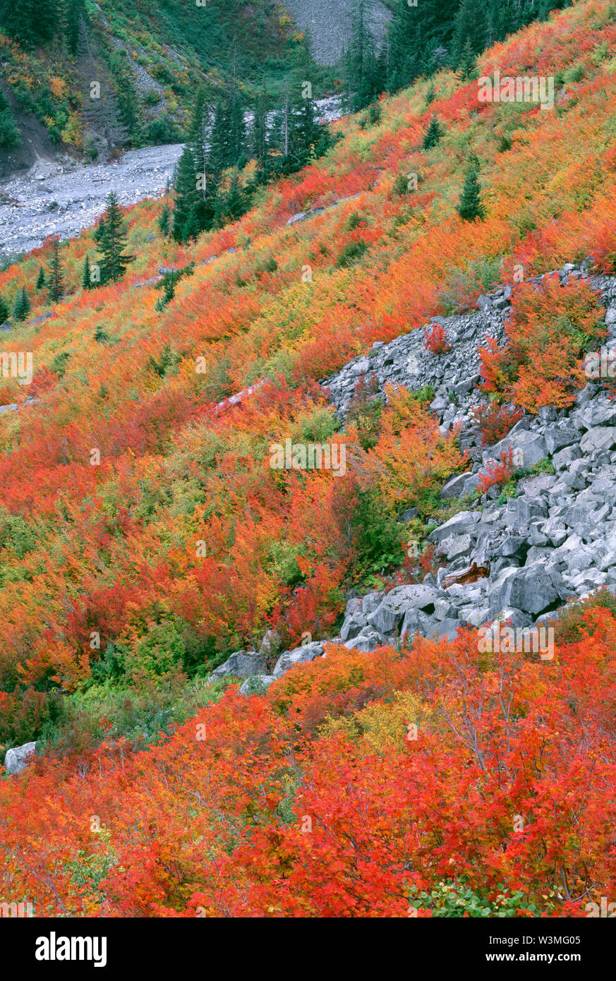 USA, Washington, Mt. Rainier National Park, Fall colored vine maple ...
