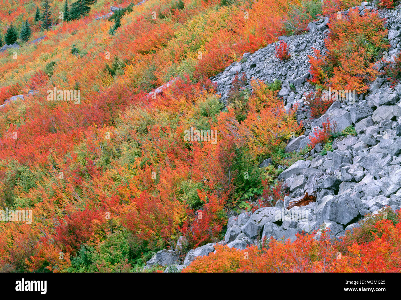 USA, Washington, Mt. Rainier National Park, Fall colored vine maple ...