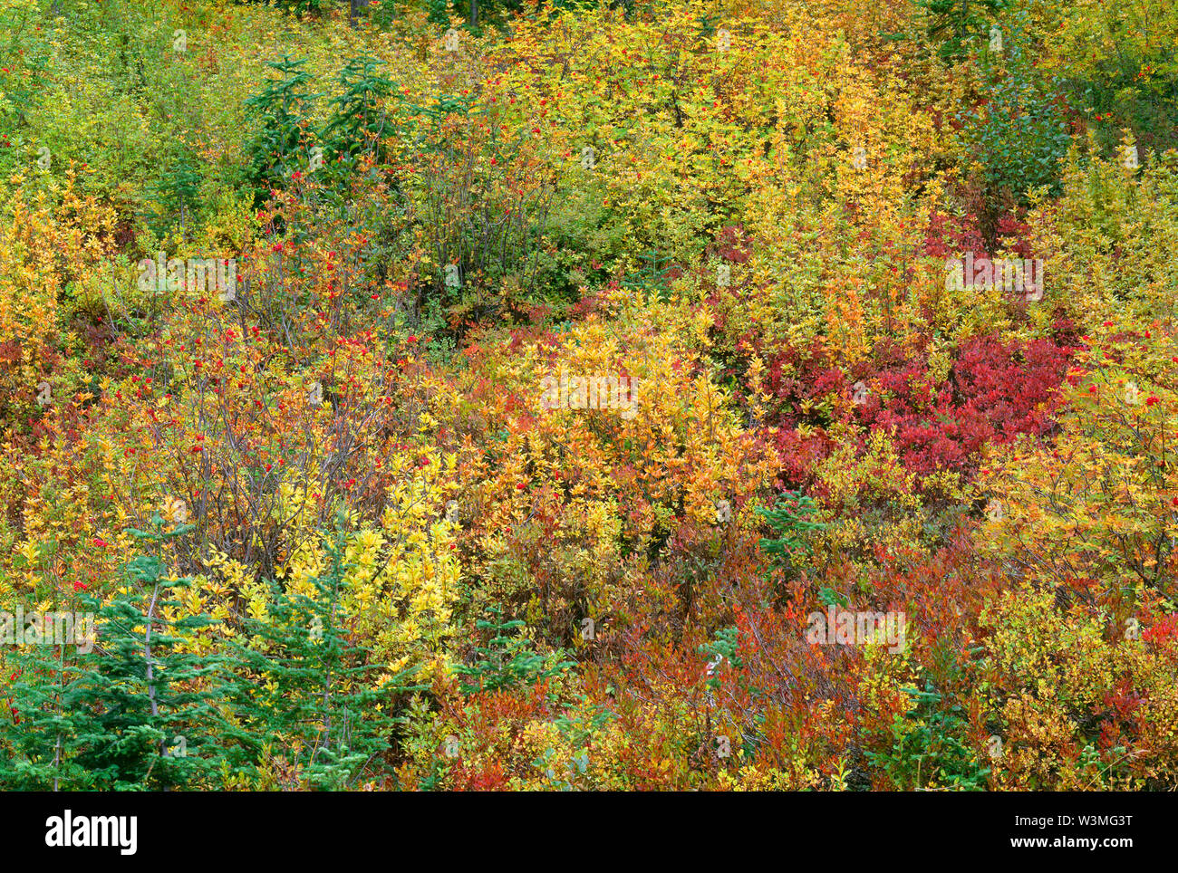 USA, Washington, Mt. Rainier National Park, Mountain ash and huckleberry display fall color. Stock Photo