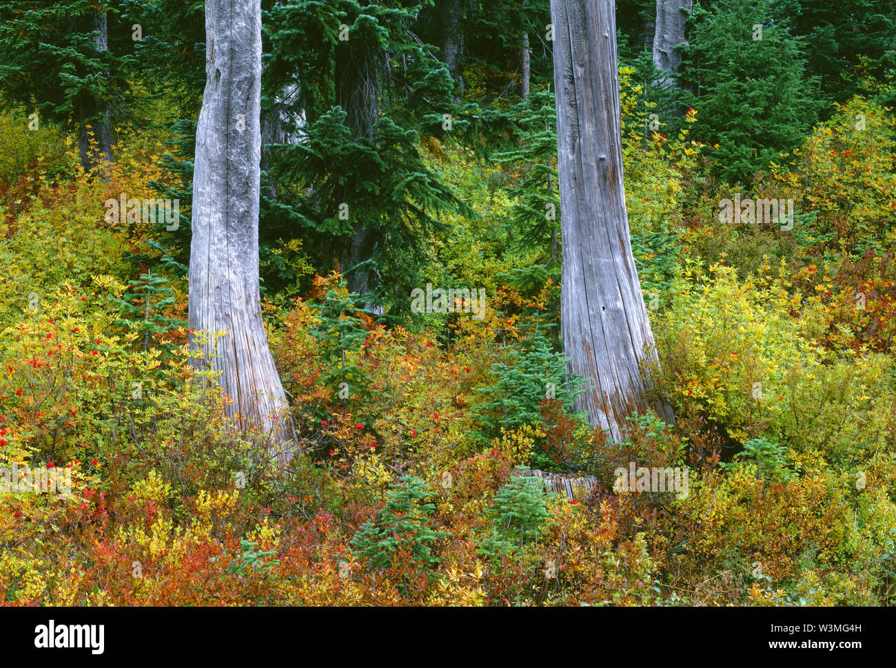 USA, Washington, Mt. Rainier National Park, Weathered snags are surrounded by  autumn colored mountain ash and huckleberry. Stock Photo