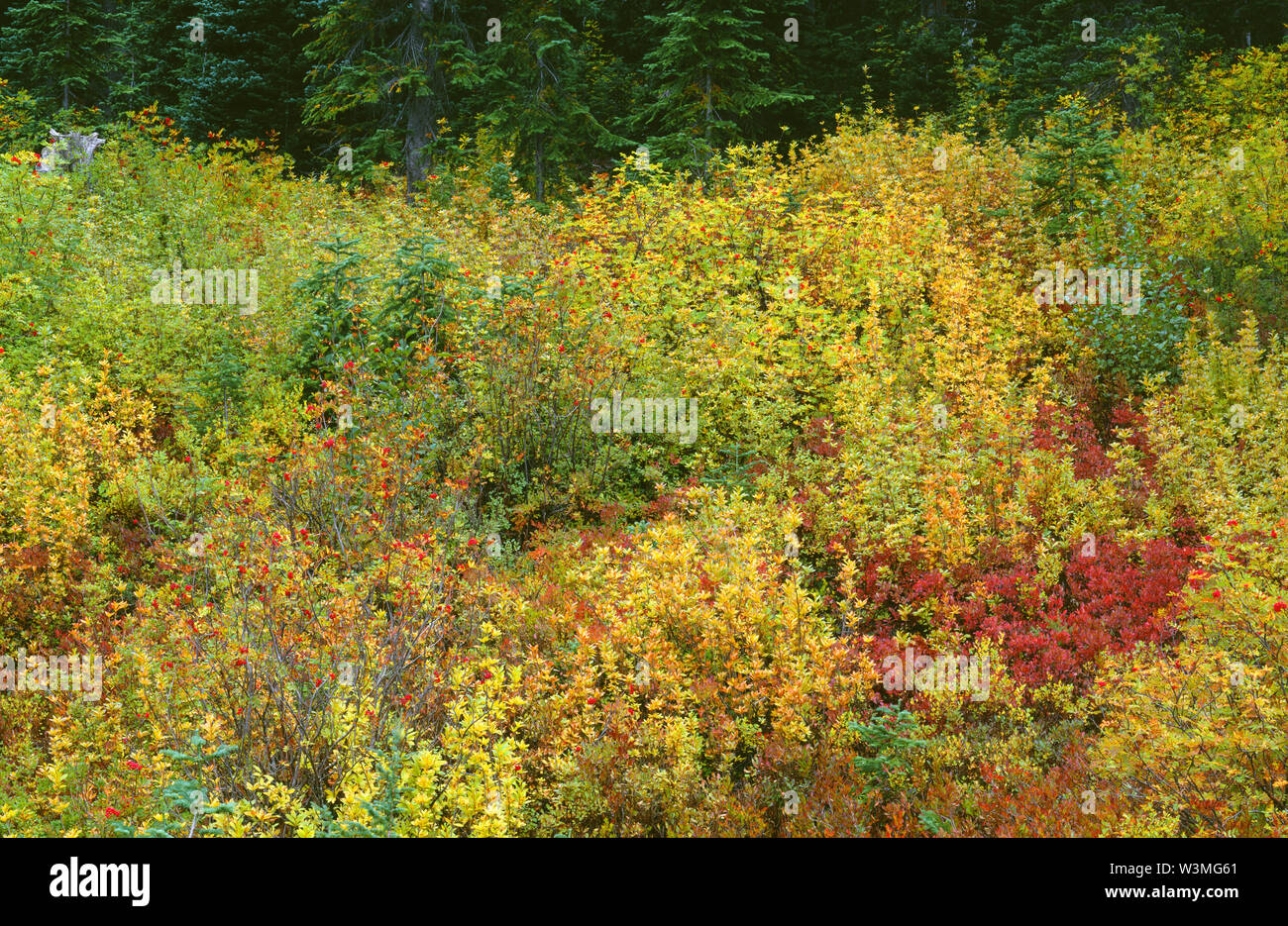 USA, Washington, Mt. Rainier National Park, Mountain ash and huckleberry display fall colors near edge of evergreen forest. Stock Photo