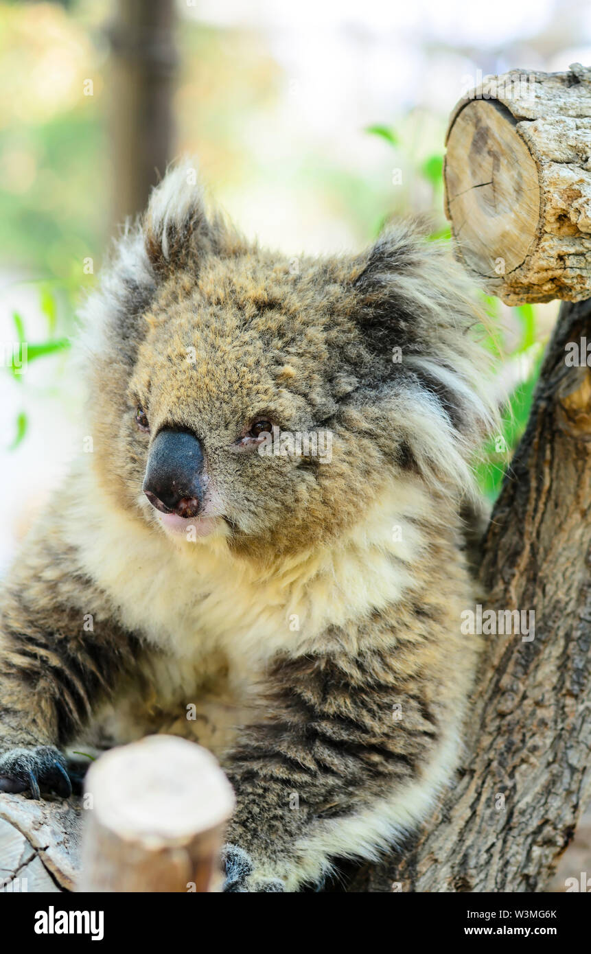 The Australian koala bear in open aviary Stock Photo - Alamy