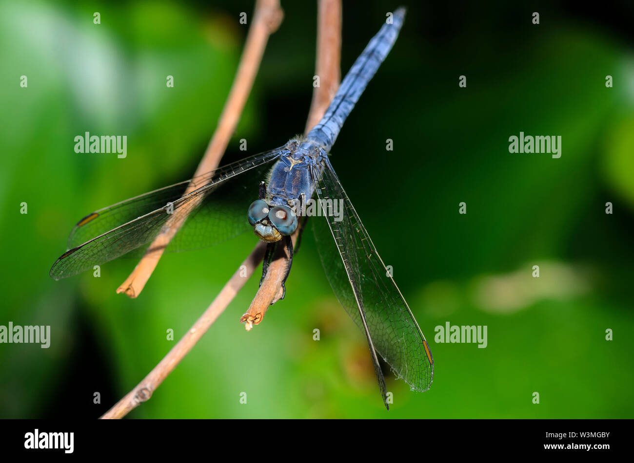 The blue dasher dragonfly (Pachydiplax longipennis Stock Photo - Alamy