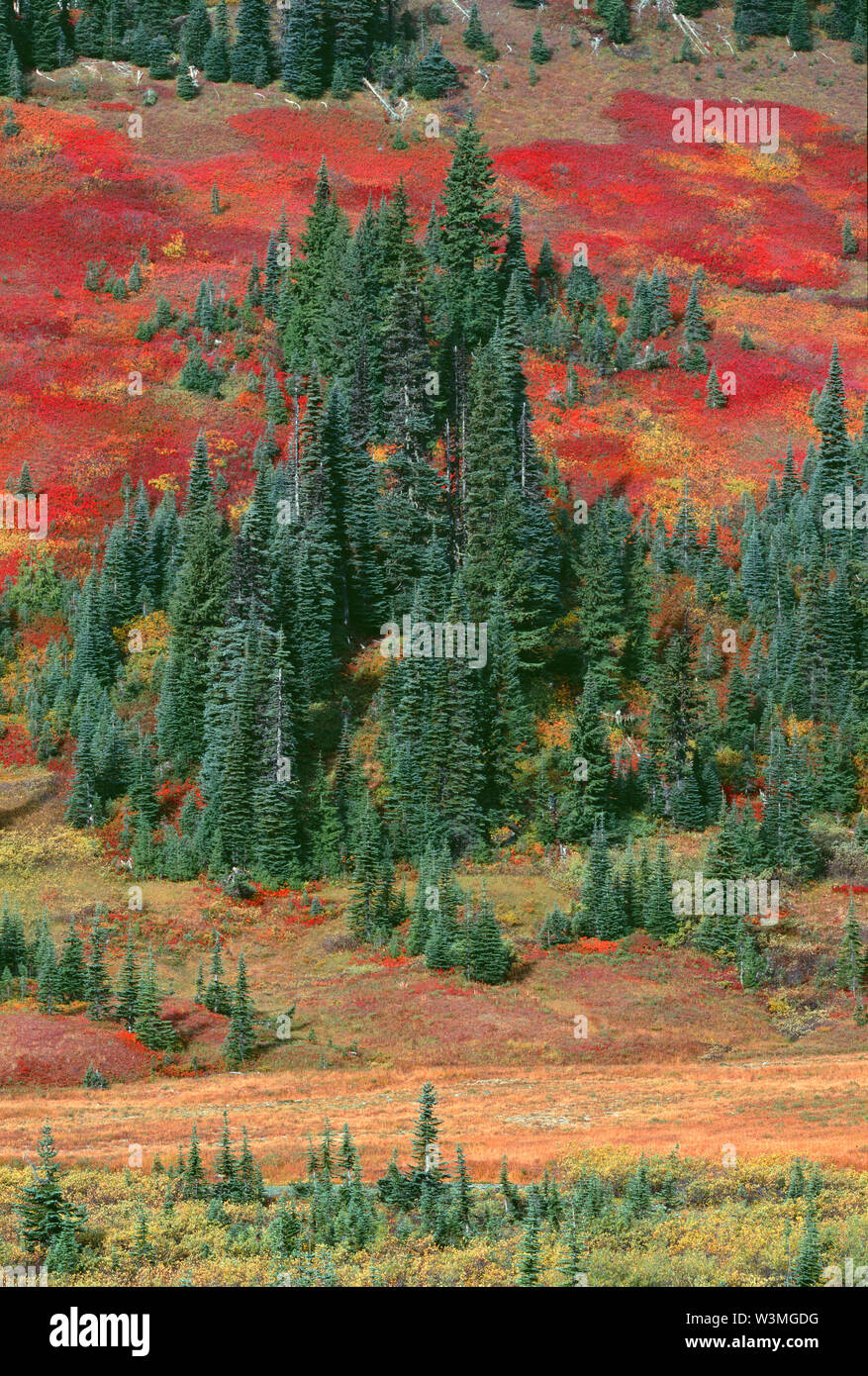 USA, Washington, Mt. Rainier National Park, Shrubs; primarily huckleberry, blueberry and mountain ash, display fall color among scattered conifers. Stock Photo