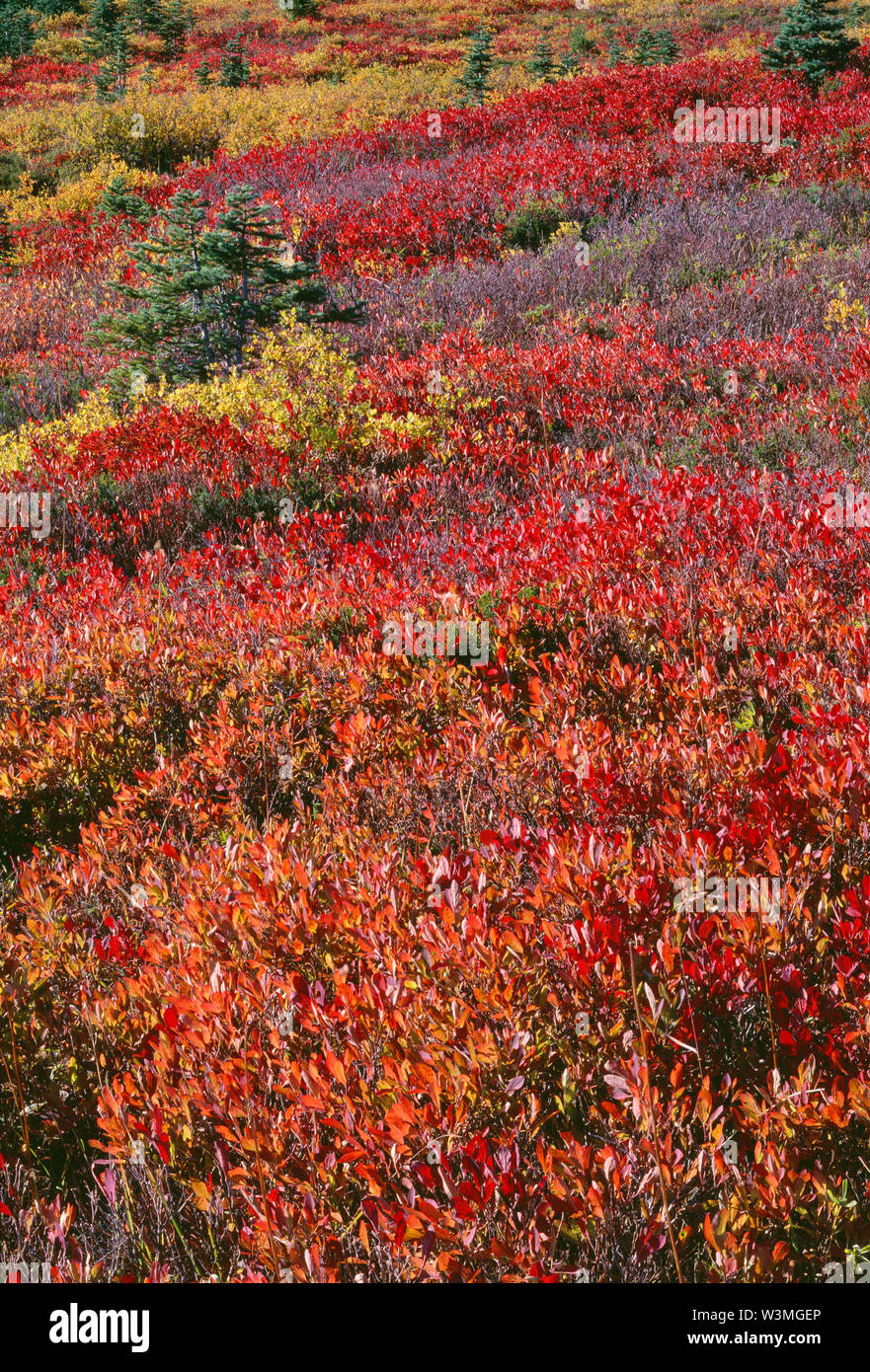 USA, Washington, Mt. Rainier National Park, Fall-colored meadow of huckleberry and small evergreen tree, Paradise area. Stock Photo