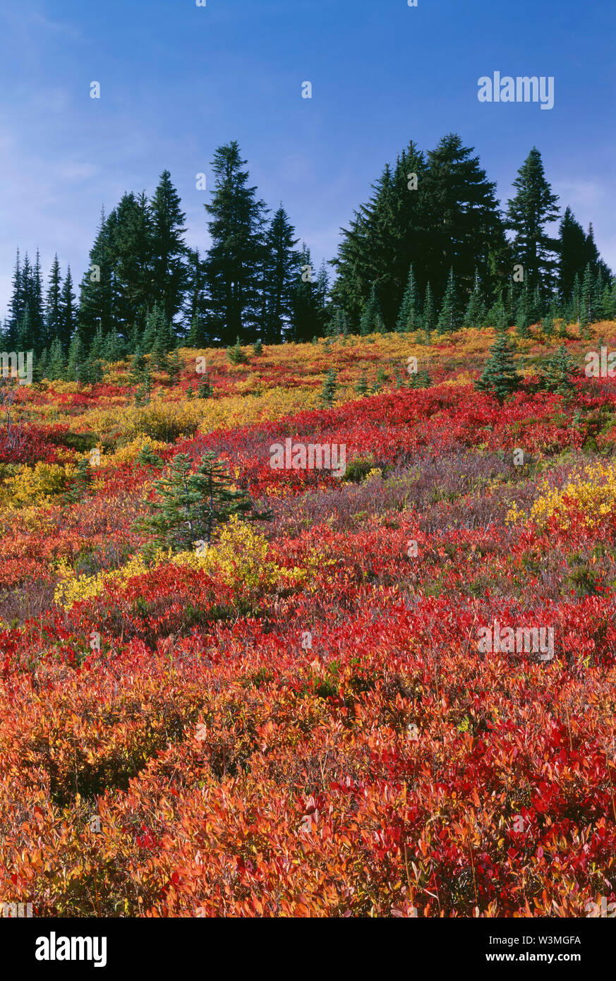USA, Washington, Mt. Rainier National Park, Huckleberry and blueberry with vibrant autumn color and distant evergreen trees, Paradise area. Stock Photo