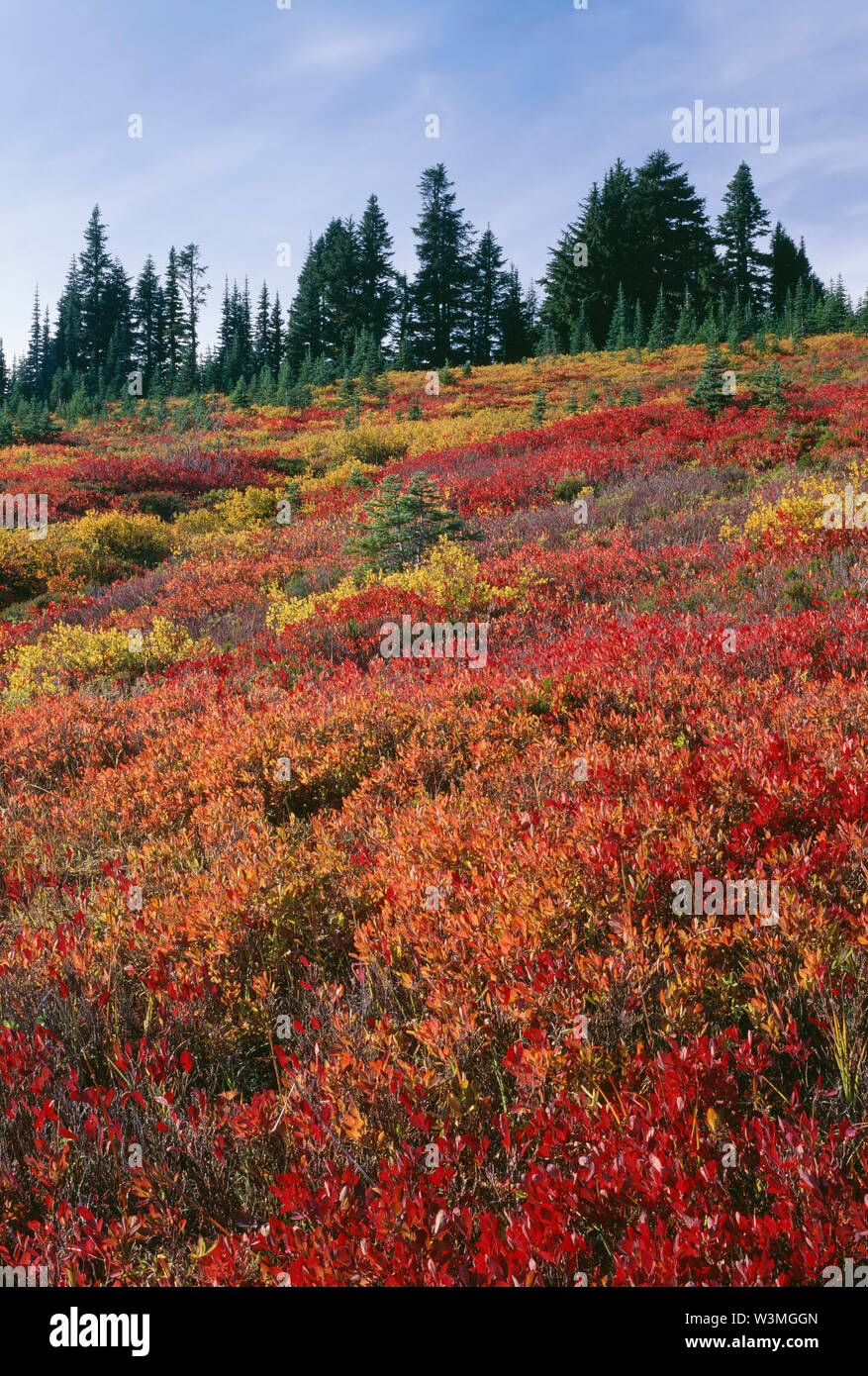 USA, Washington, Mt. Rainier National Park, Huckleberry and blueberry with vibrant autumn color and distant evergreen trees, Paradise area. Stock Photo
