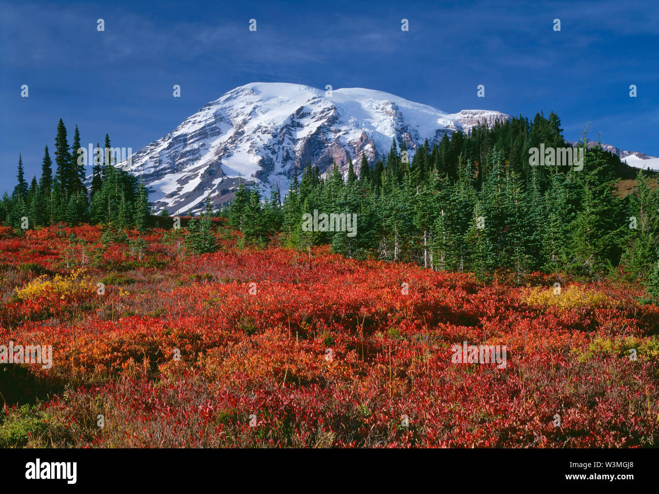 USA, Washington, Mt. Rainier National Park, Mt. Rainier rises above fall-colored meadow of huckleberry and conifers in the Paradise area. Stock Photo