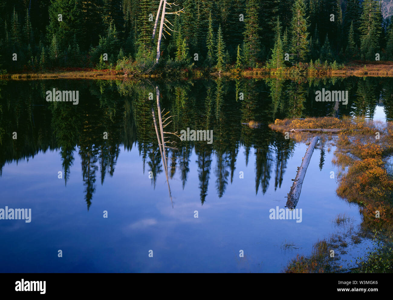 USA, Washington, Mt. Rainier National Park, Shoreline of Reflection Lake with evergreen forest and autumn colored foliage. Stock Photo