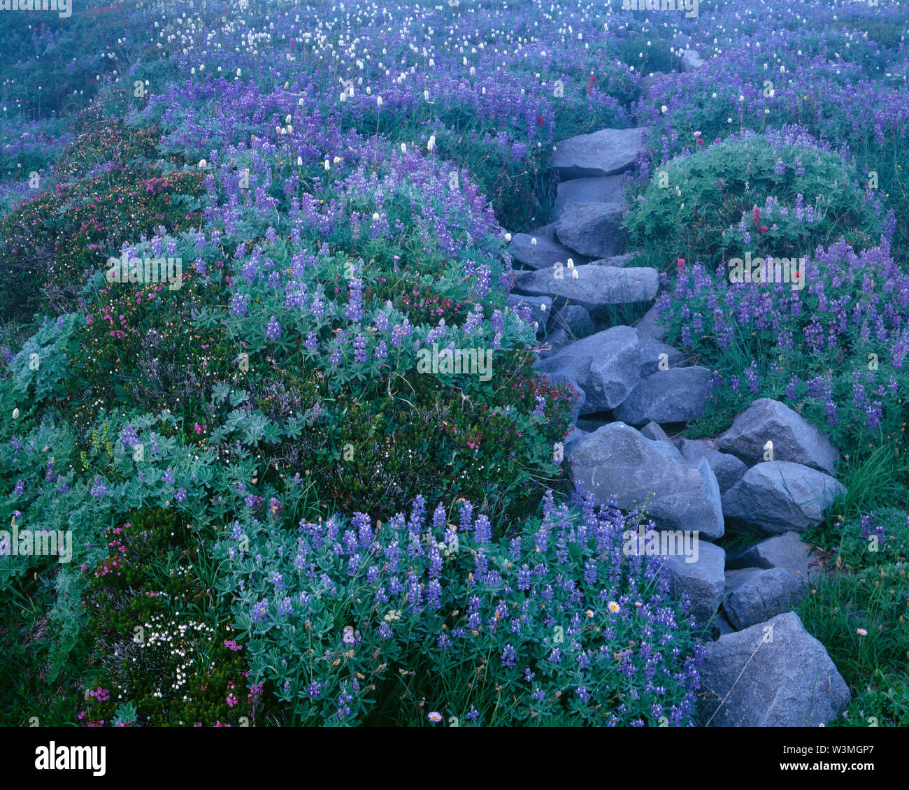 USA, Washington, Mt. Rainier National Park, Fog softens meadow of: lupine, bistort, heather, paintbrush and fleabane with descending rocks. Stock Photo