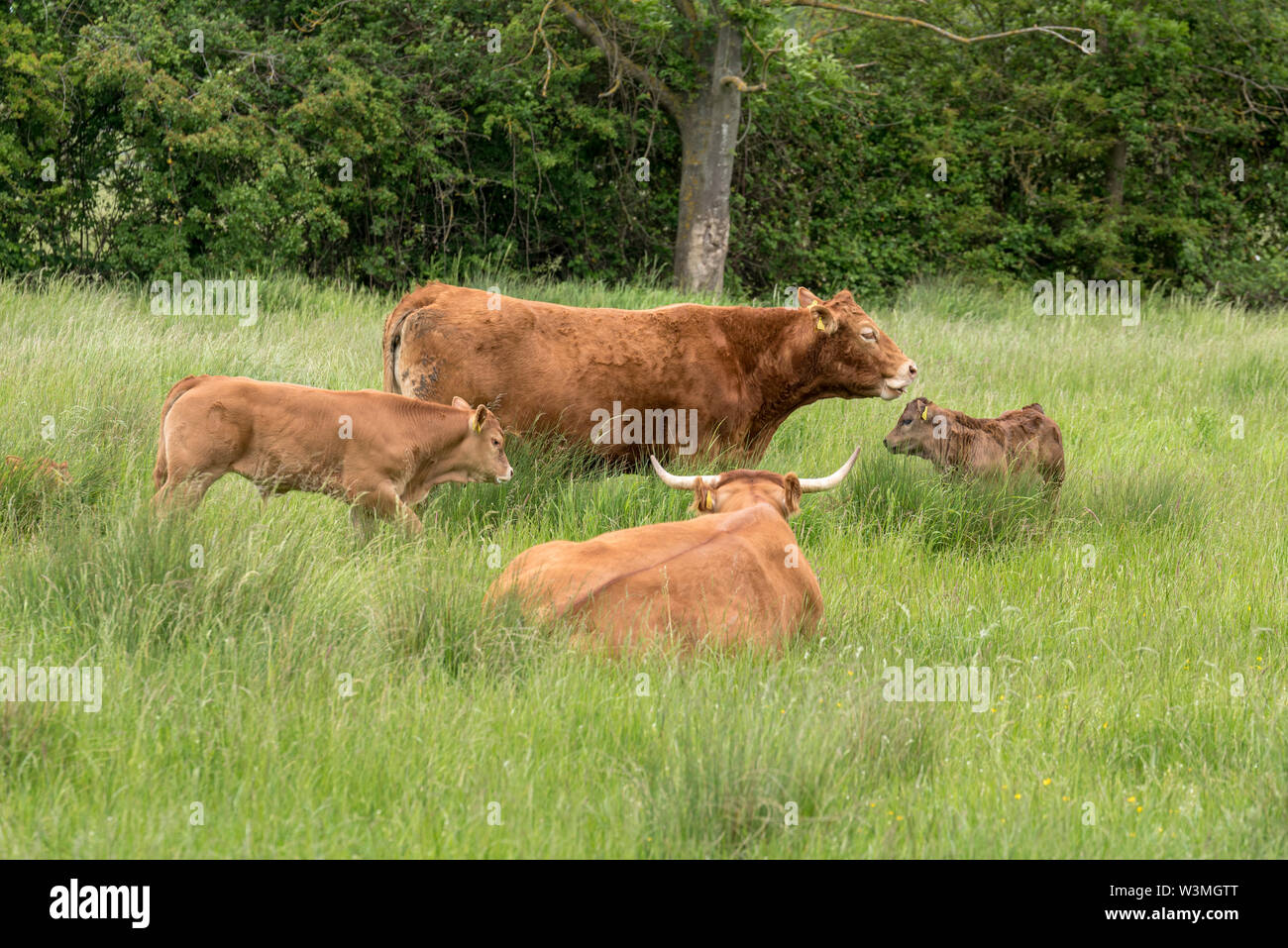 Red Angus cows and calf in a field, Red Angus cattle. Stock Photo