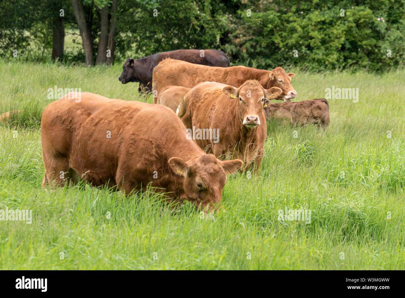 Red Angus cows and calf in a field, Red Angus cattle. Stock Photo