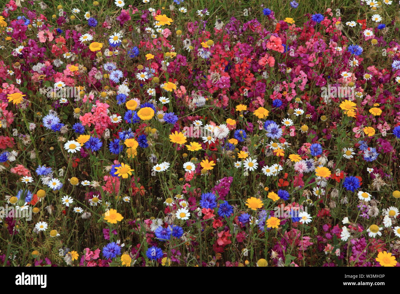 Wild Flower, garden, planting, flowers, cornflowers, daisies, wildflowers, colourful, border, mass planting Stock Photo