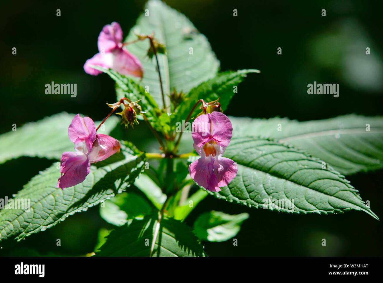 The invasive Himalayan Balsam plant Stock Photo