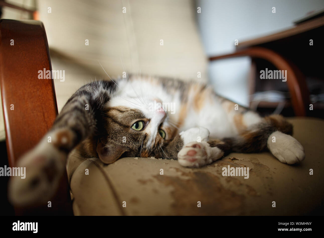 Cat scratches chair hires stock photography and images Alamy