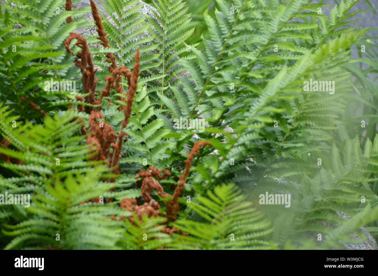 Wall fern gardening hi-res stock photography and images - Alamy