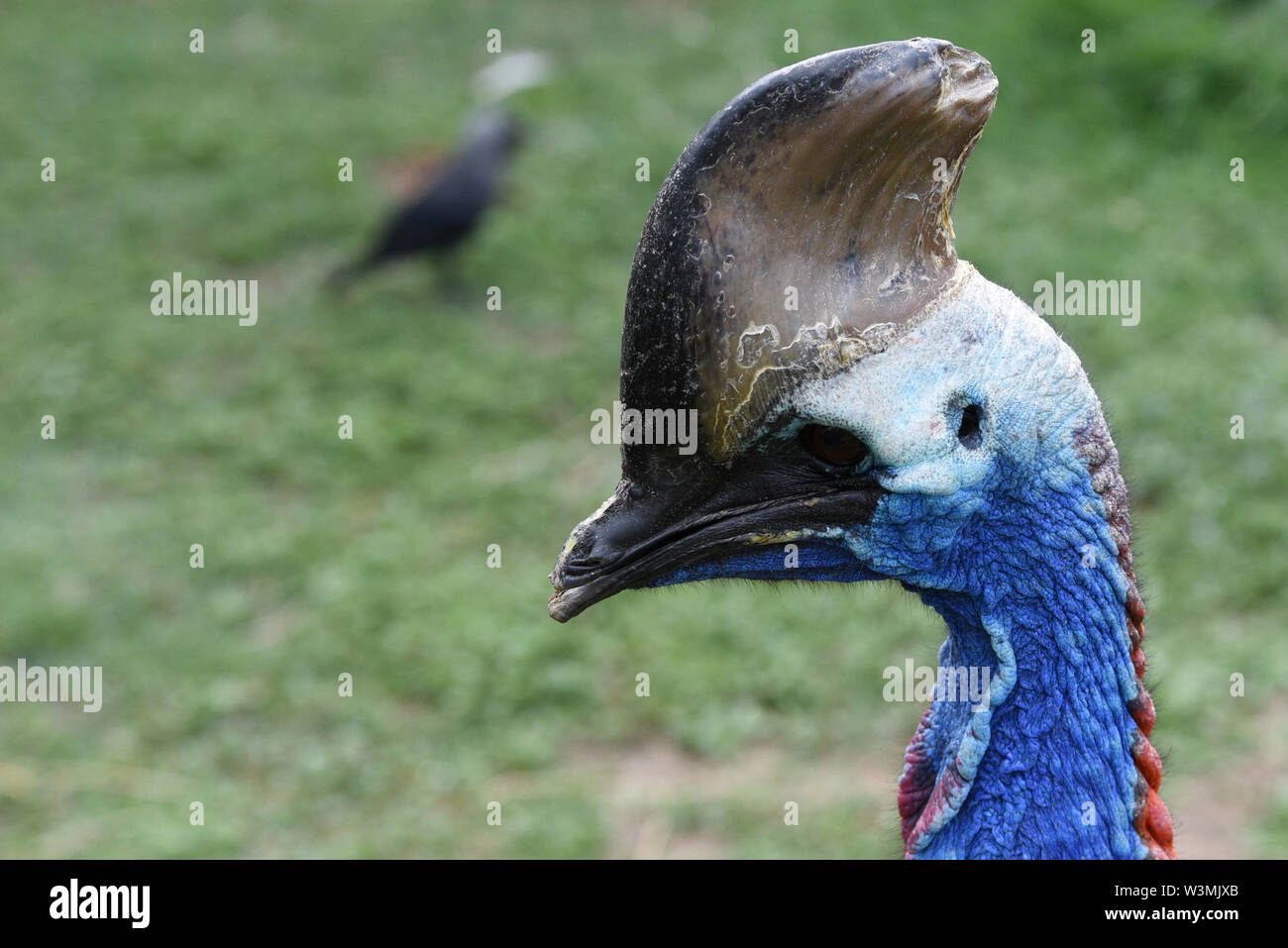Madrid Madrid Spain 16th July 2019 A Specimen Of Southern Madrid Madrid Spain 16th July 2019 A Specimen Of Southern