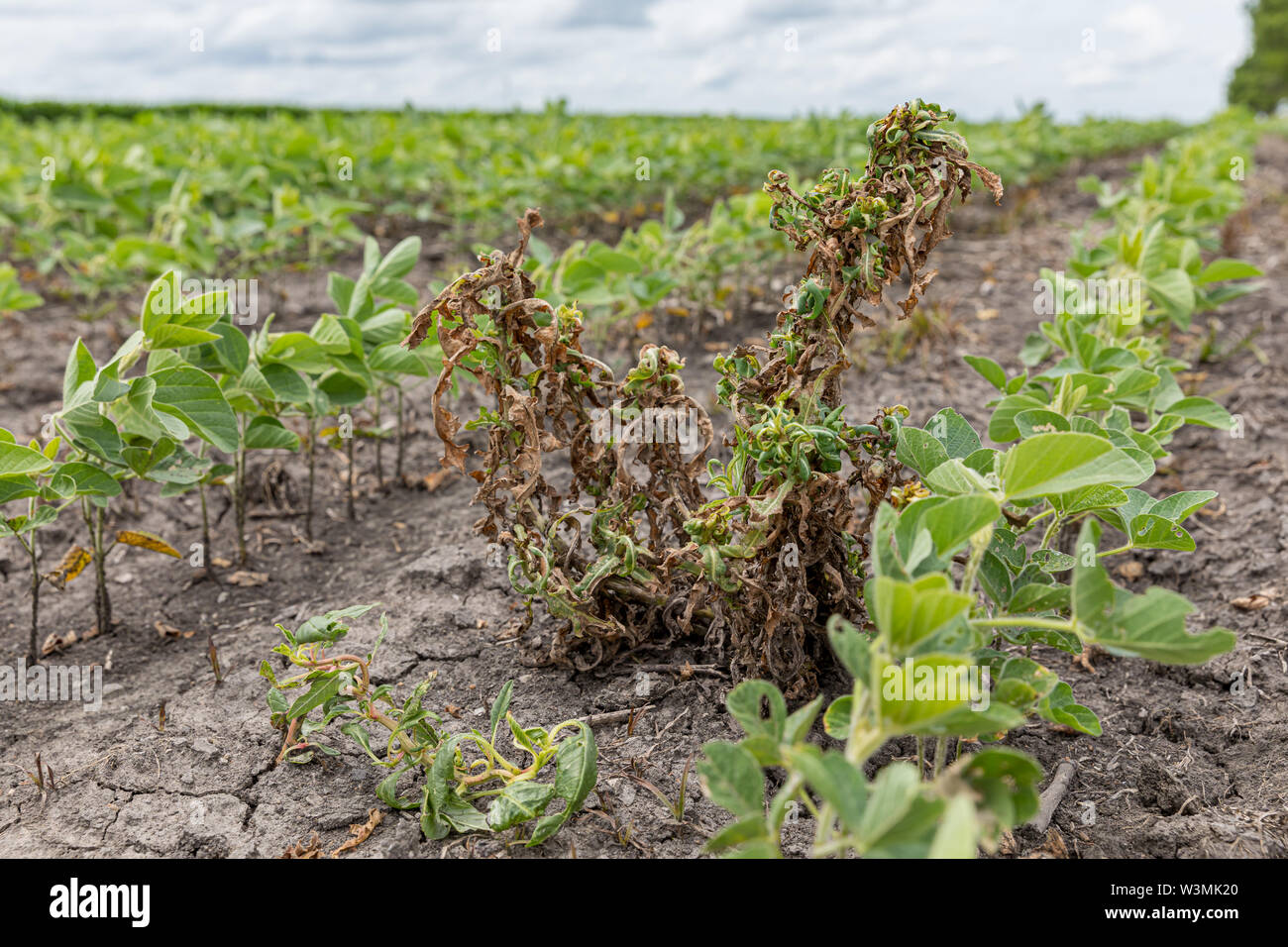 Waterhemp and weeds wilting and dying in soybean farm field after dicamba herbicide application Stock Photo
