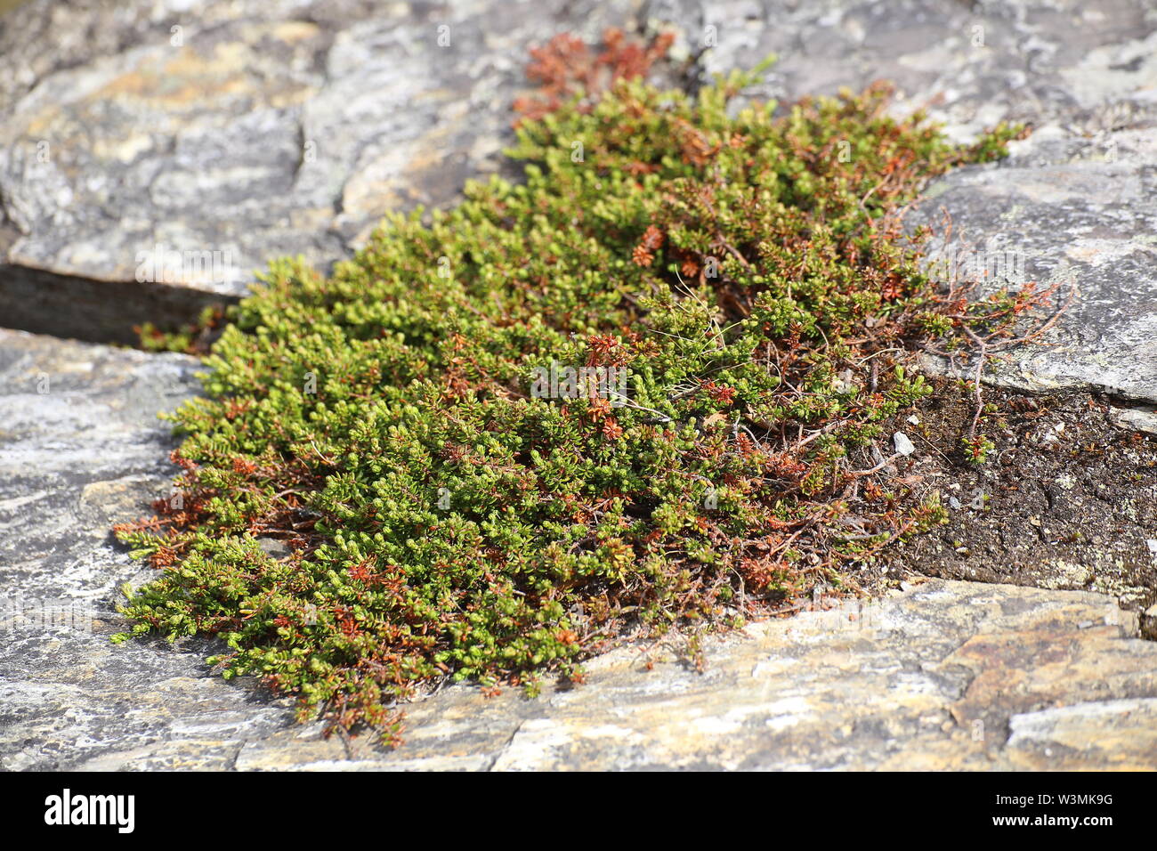 Empetrum nigrum, the crowberry, growing between stone. Stock Photo