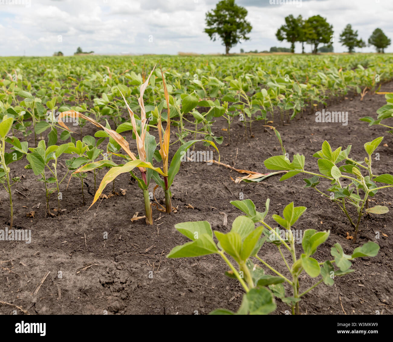 Corn and soybean field hires stock photography and images Alamy