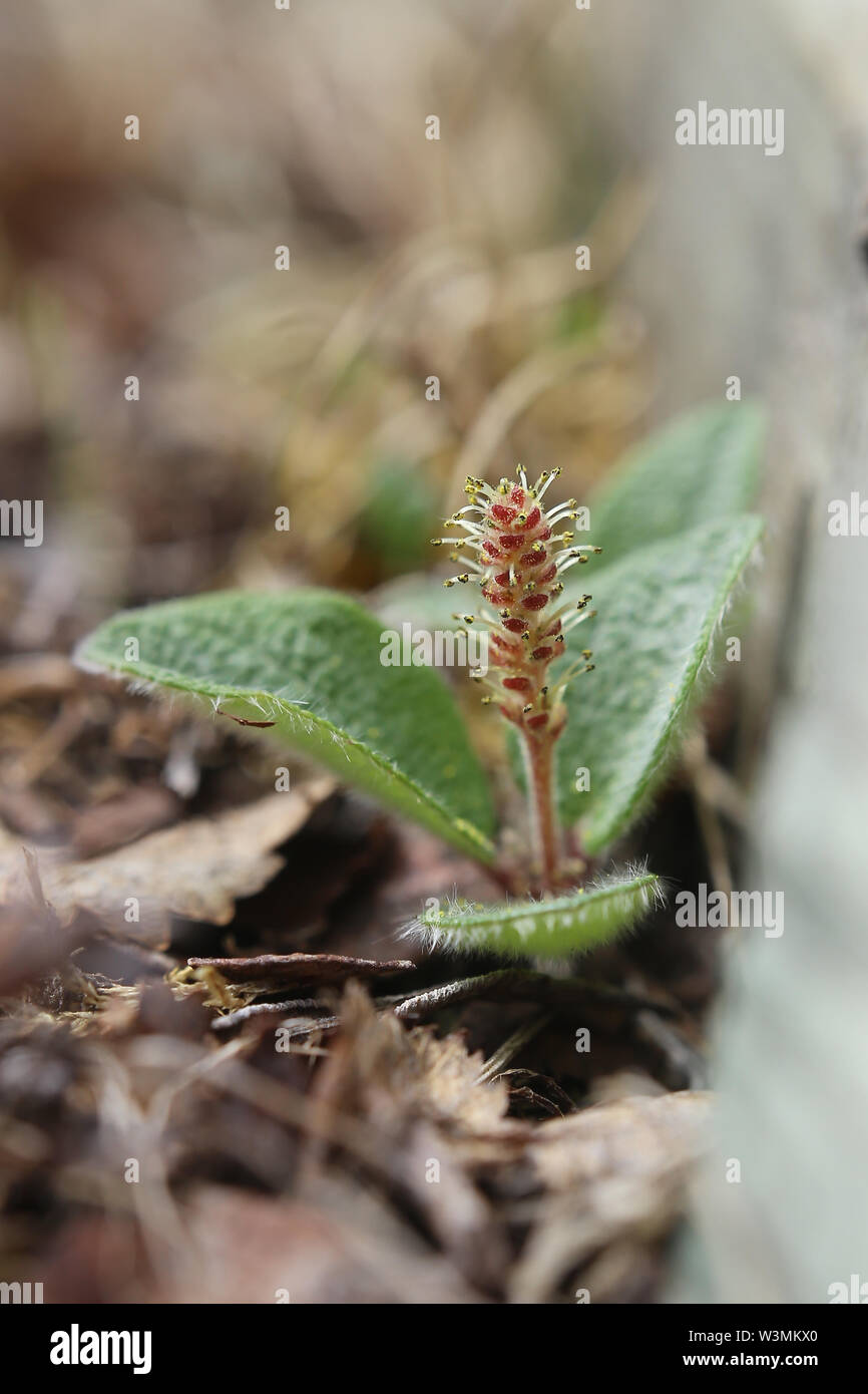 Salix reticulata, the net-leaved willow, with flower. Stock Photo
