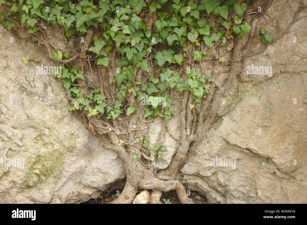 A tenacious ivy tree growing on a rock Stock Photo