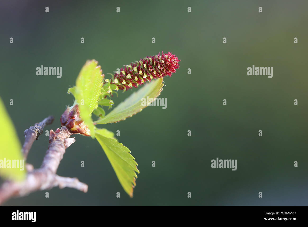 Female blossom of Betula pubescens, the downy birch Stock Photo - Alamy