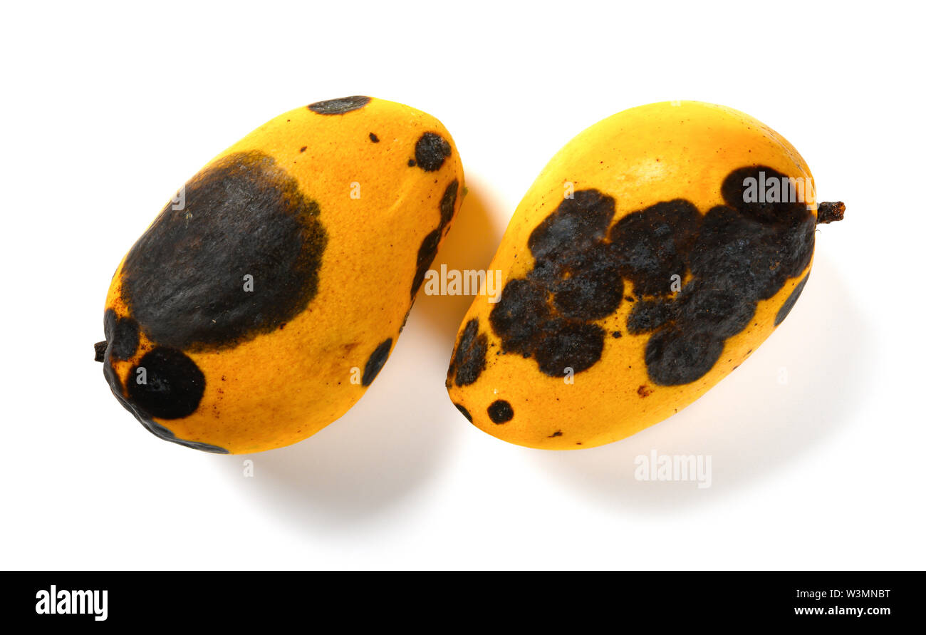 Yellow Rotten Mango Fruit Isolated on White Stock Photo - Image of object,  damaged: 81460752