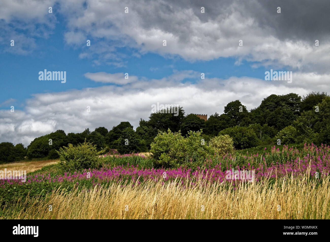 Canklow wood hires stock photography and images Alamy