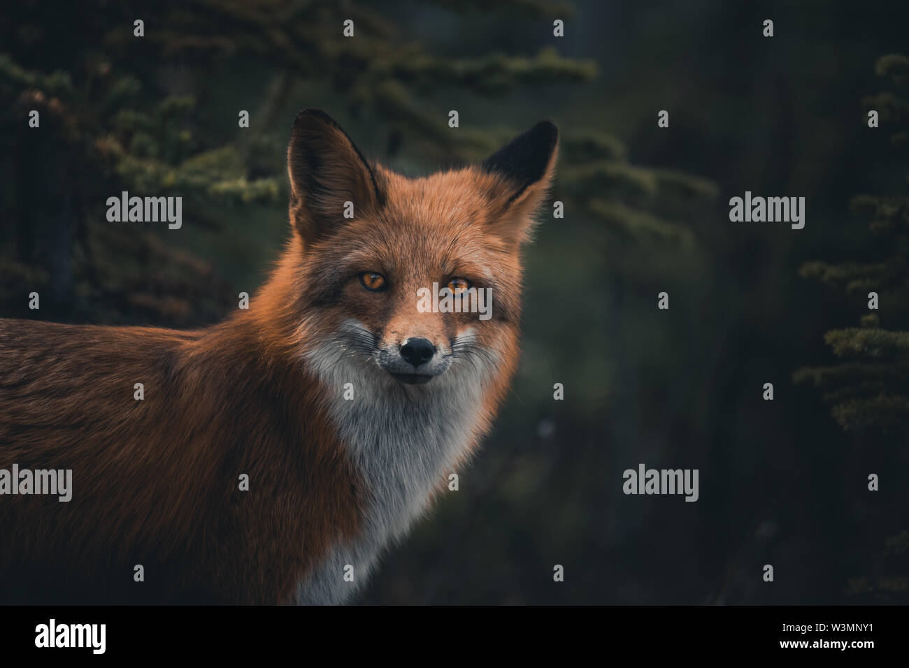 Portrait of a red fox (Vulpus vulpus). Yukon Territory, Canada Stock Photo