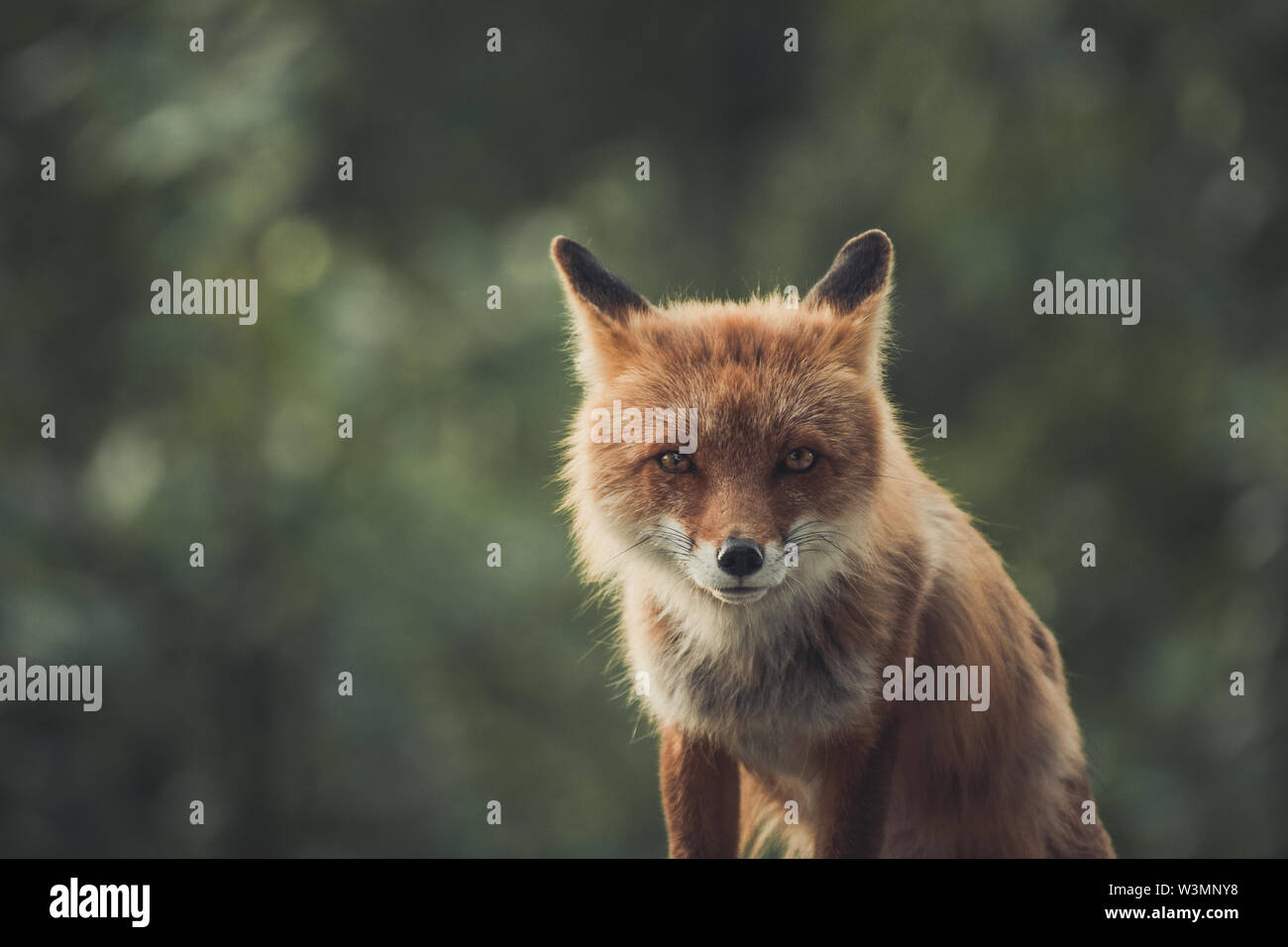 A red fox (Vulpus vulpus) stares right at the camera. Yukon Territory, Canada Stock Photo