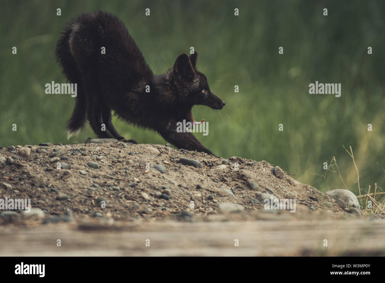 A black colored red fox baby (Vulpus vulpus) is yawning. Yukon Territory, Canada Stock Photo