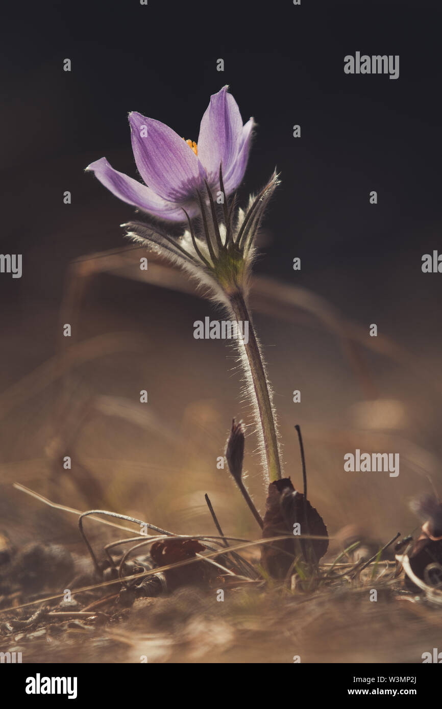 Yukon flower hires stock photography and images Alamy