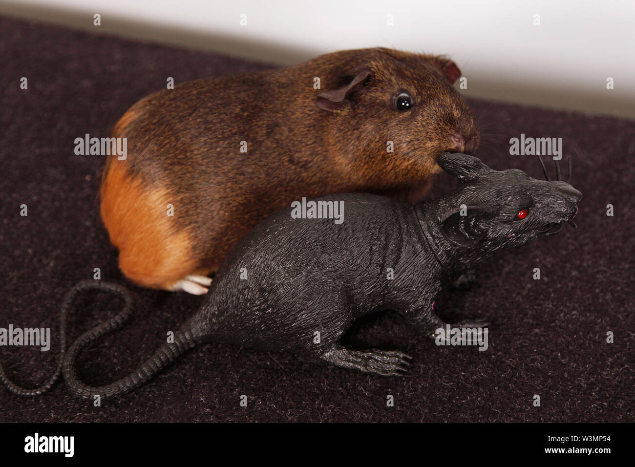 A rat king hi-res stock photography and images - Alamy