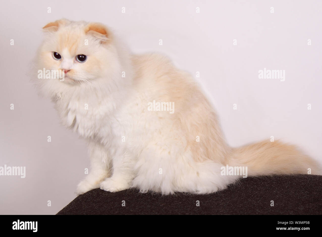 Cute White Cat In The Studio With Scottish Fold Ears Stock Photo