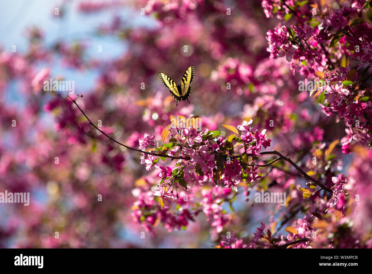 Eastern Tiger Swallowtail Butterfly in front of pink blossoms Stock