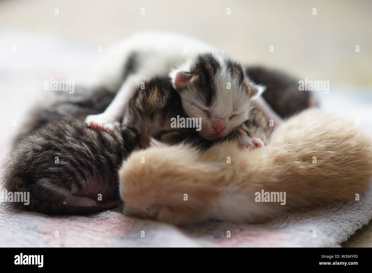 how much do newborn kittens sleep