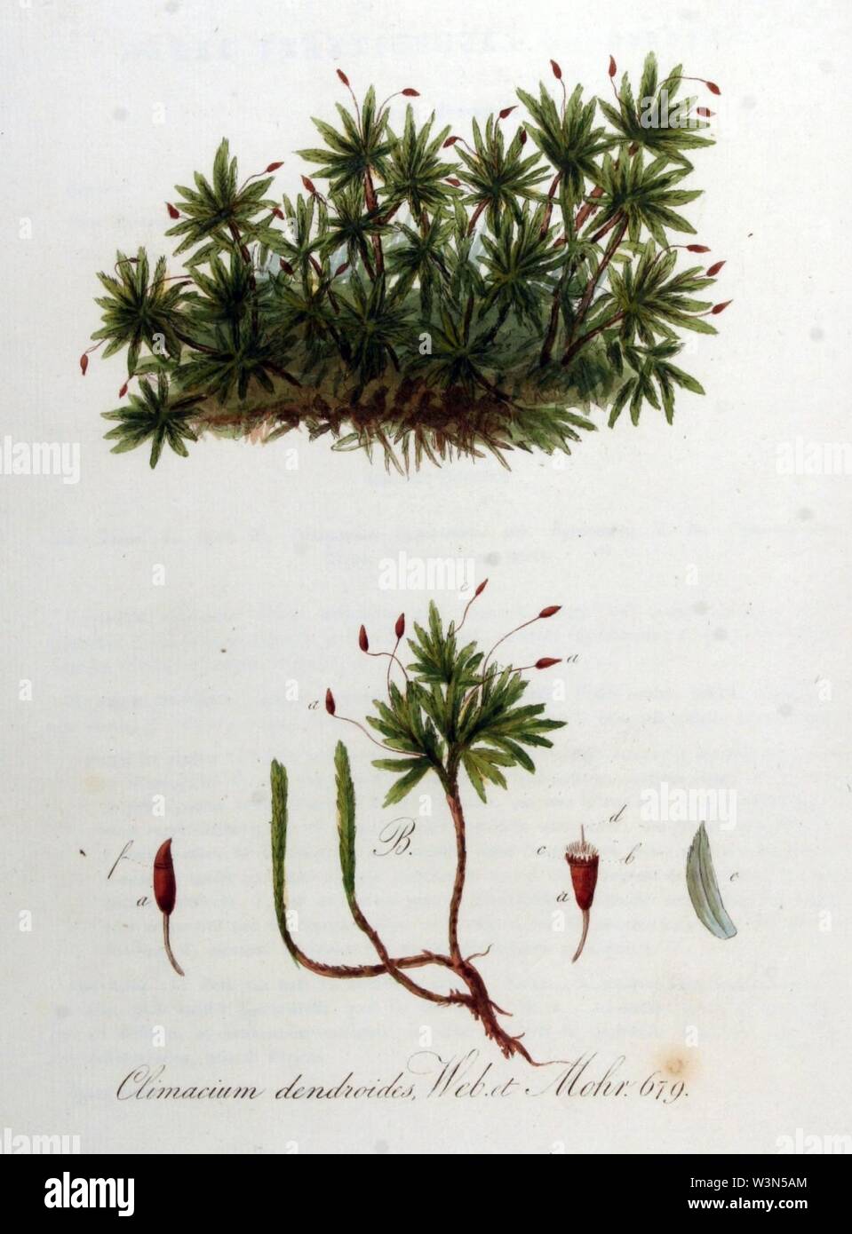Climacium dendroides — Flora Batava — Volume v9. Stock Photo