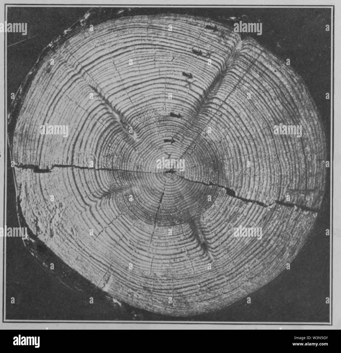 Climatic Cycles and Tree-Growth Plate 3B Stock Photo - Alamy
