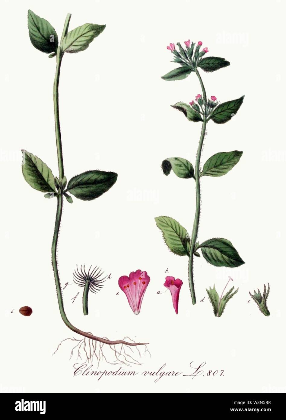 Clinopodium vulgare — Flora Batava — Volume v11. Stock Photo