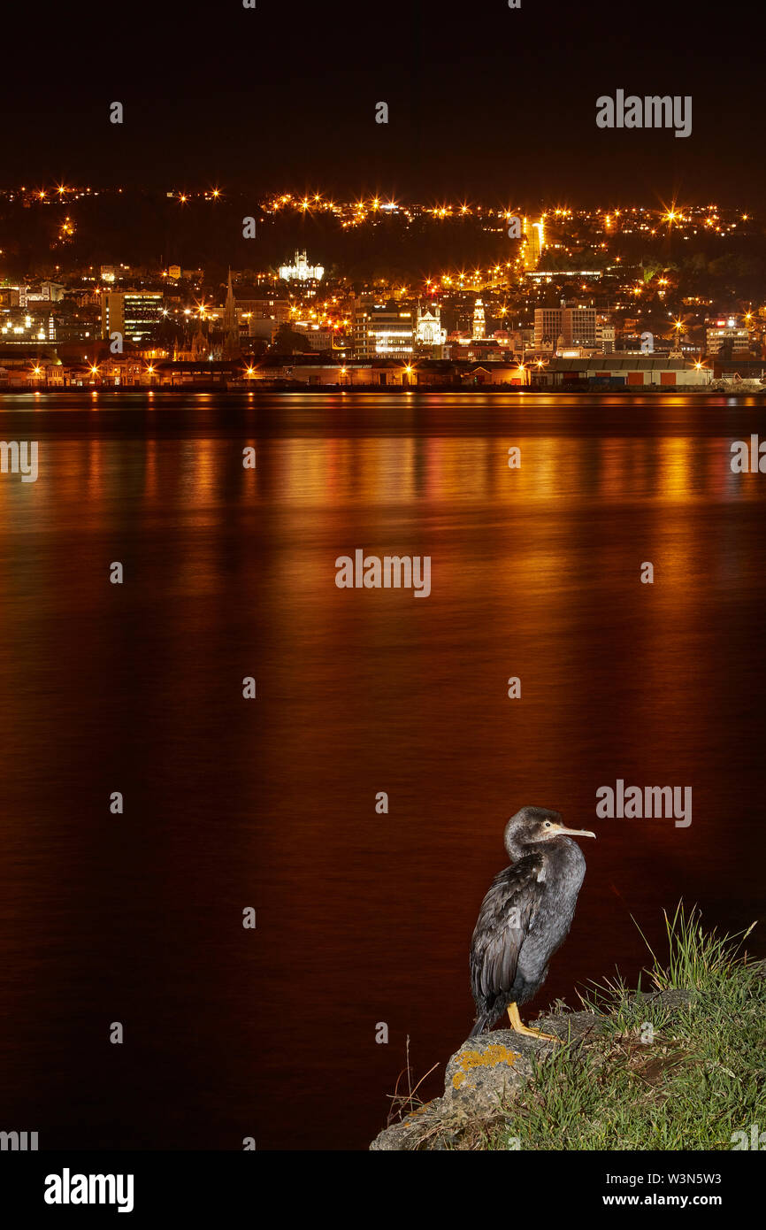 Shag (cormorant) and Dunedin city reflected in Otago Harbour, Otago, South Island, New Zealand Stock Photo