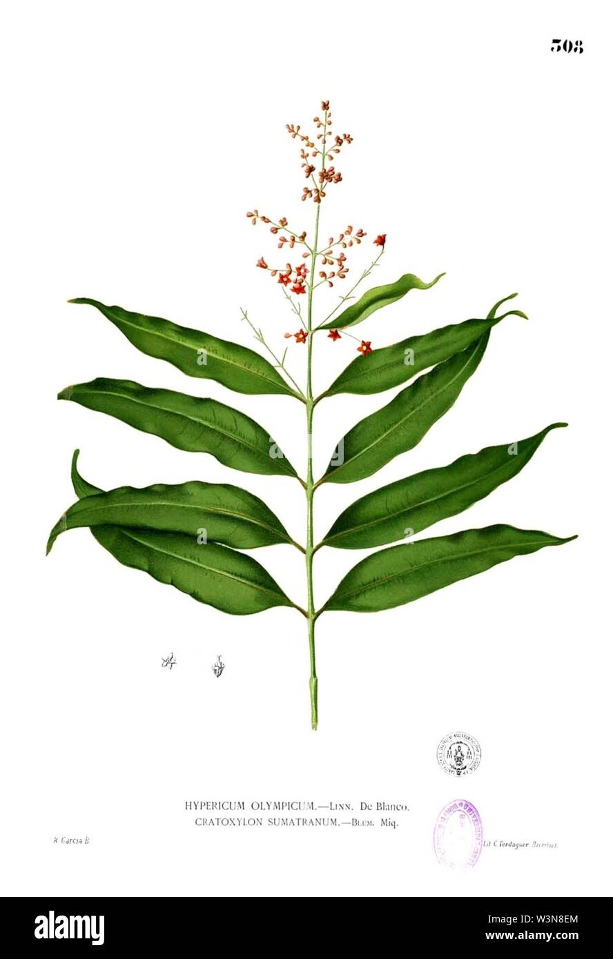 Clusiaceae sp Blanco2.308. Stock Photo