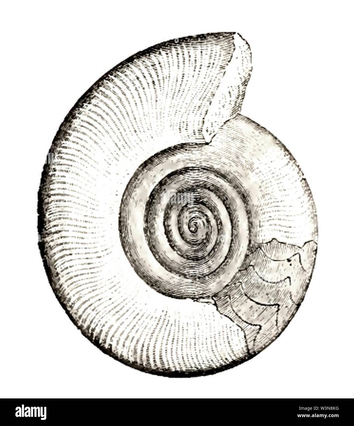 Clymenia Salvation