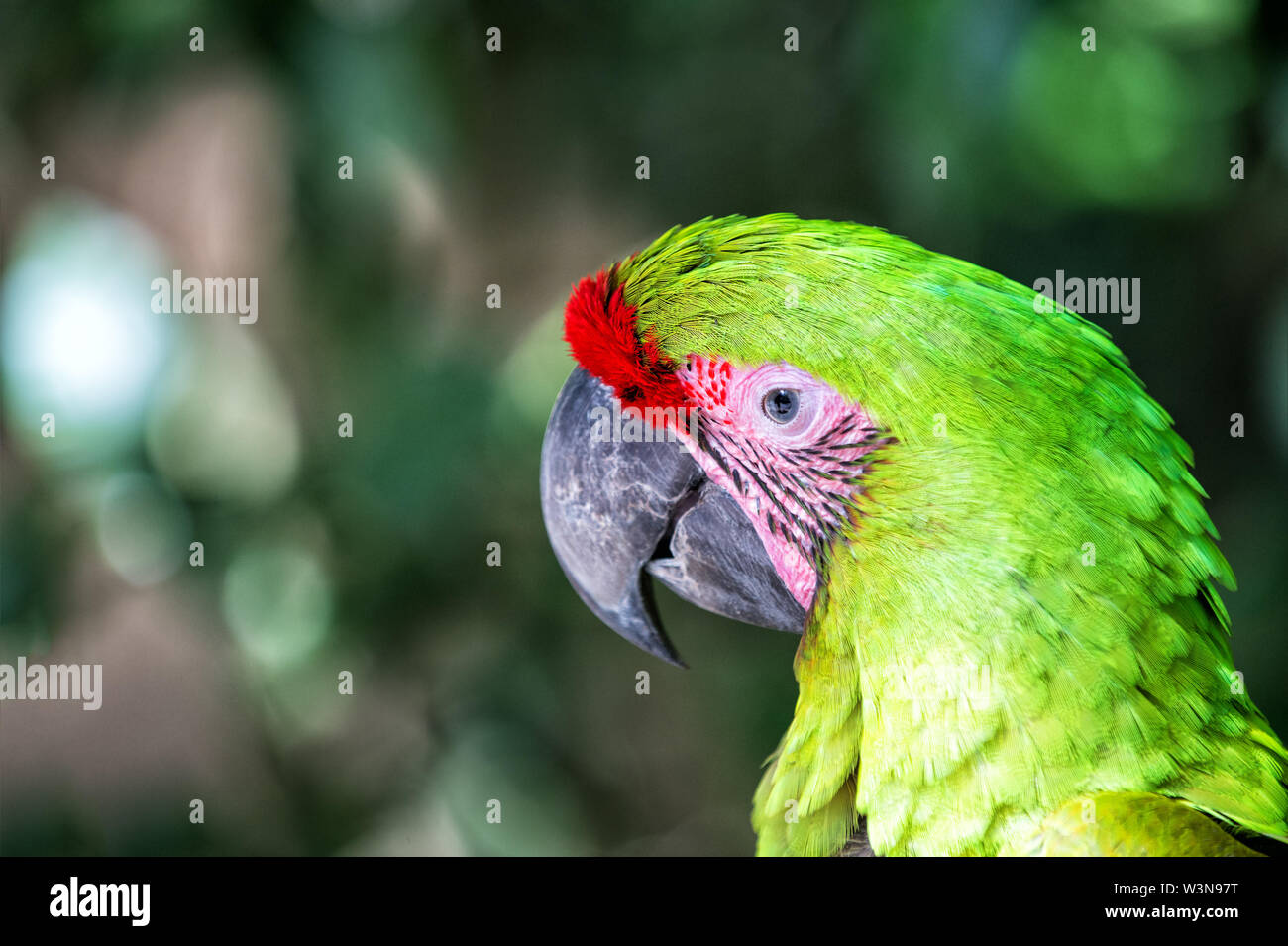 Birding Roatan Wild nature. Vibrant parrot at Roatan Honduras. Biodiversity concept ...