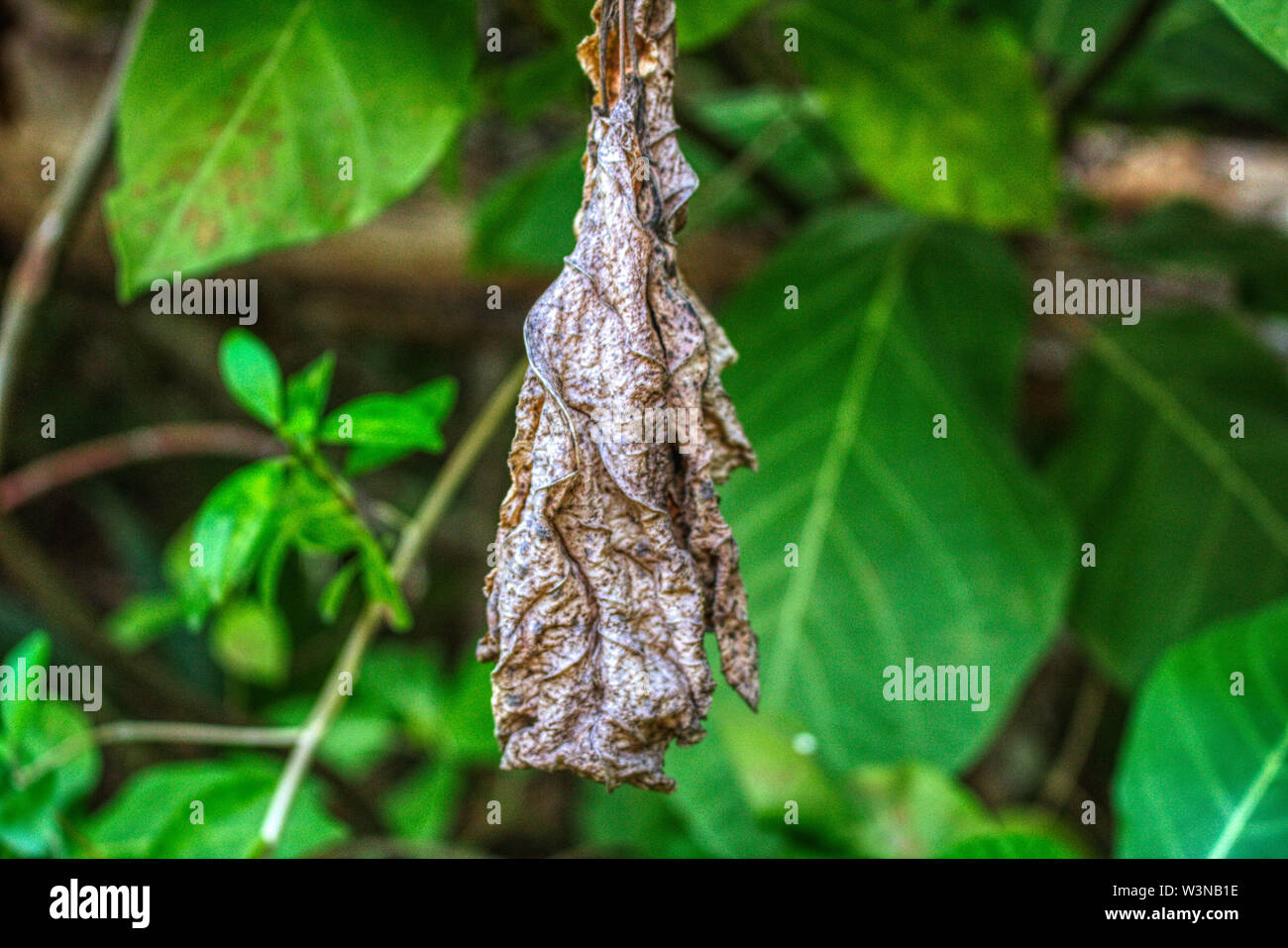 Withered lotus leaf hi-res stock photography and images - Alamy