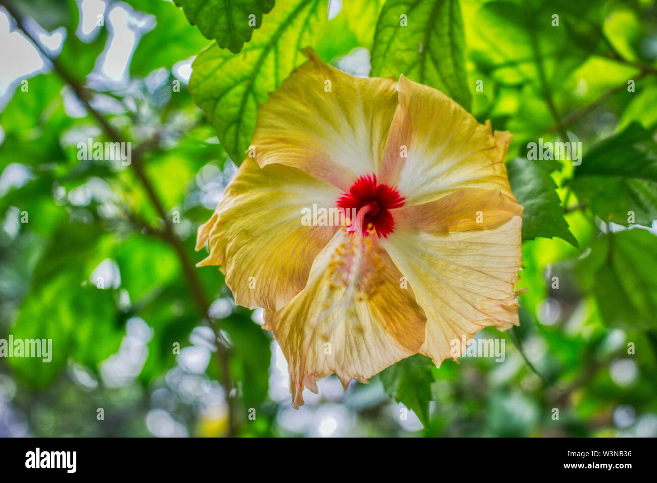 This unique photo shows the beautiful yellow flower of a big hibiscus shrub. This picture was taken in the Maldives Stock Photo