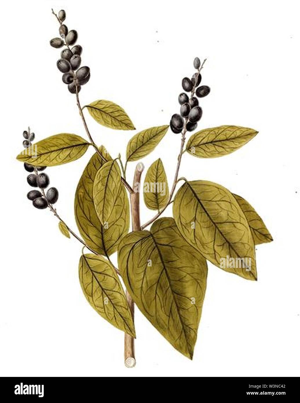 Coccoloba diversifolia - Jacquin. Stock Photo