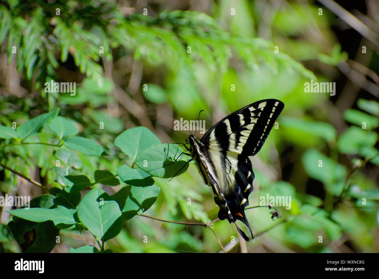 Swallow tail butterfly on a leaf in a sunny clearing of the forest