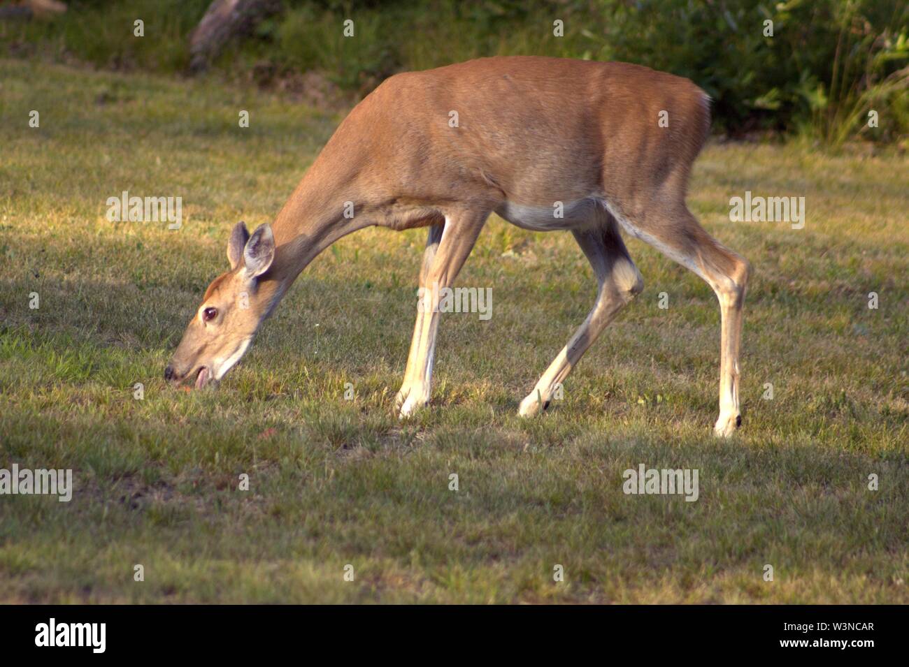 A Pregnant Doe Eating Apples Off The Ground In Summer Stock Photo Alamy